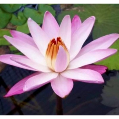 N. CHARLES TICKER N. CHARLES TICKER